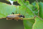 Ohne deutschen Namen (Cantharis decipiens)
