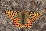 Kleiner Perlmuttfalter (Issoria lathonia)