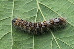 Gro&szlig;kopf-Rindeneule (Acronicta megacephala)