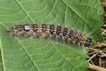 Gro&szlig;kopf-Rindeneule (Acronicta megacephala)