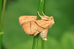 Gro&szlig;er Schneckenspinner (Apoda limacodes)