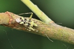 Ohne deutschen Namen (Phytocoris tiliae)