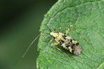Ohne deutschen Namen (Phytocoris tiliae)