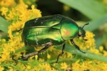 Rosenk&auml;fer (Cetonia aurata)