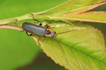 Ohne deutschen Namen (Cantharis nigricans)