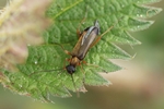 Eichen-Bl&uuml;tenbock (Grammoptera ustulata)