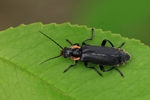 Eichenweichk&auml;fer (Cantharis obscura)