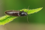 Rotbauchiger Laubschnellk&auml;fer (Athous haemorrhoidalis)