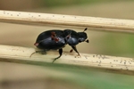 Ohne deutschen Namen (Aphodius spec.)
