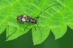 Braungrauer Splintbock oder Nebelfleckbock (Leiopus nebulosus)