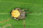 Vierfleck-Kreuzspinne (Araneus quadratus)