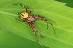 Vierfleck-Kreuzspinne (Araneus quadratus)