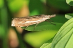  Ohne deutschen Namen (Crambus lathoniellus)