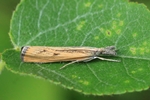 Ohne deutschen Namen (Agriphila inquinatella)