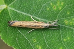 Ohne deutschen Namen (Agriphila inquinatella)