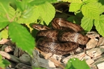 Glattnatter, Schlingnatter (Coronella austriaca)