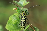 Leiterbock (Saperda scalaris)