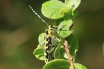 Leiterbock (Saperda scalaris)