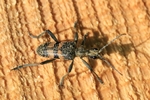 Schwarzfleckiger Zangenbock (Rhagium mordax)