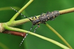Kleiner Pappelbock (Saperda populnea)