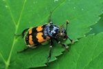 Gemeiner Totengr&auml;ber (Necrophorus vespillo)