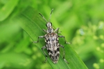 Schrotbock oder Kleiner Kiefern-Zangenbock (Rhagium inquisitor)