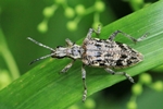 Schrotbock oder Kleiner Kiefern-Zangenbock (Rhagium inquisitor)