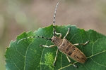 Gro&szlig;er Pappelbock (Saperda carcharias)