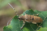 Gro&szlig;er Pappelbock (Saperda carcharias)