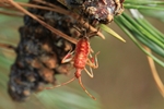 Amerikanische Kiefernwanze (Leptoglossus occidentalis) - Bei der H&auml;utung
