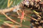 Amerikanische Kiefernwanze (Leptoglossus occidentalis) - Bei der H&auml;utung