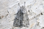 Ahorn-Rindeneule (Acronicta aceris)