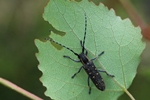Kleiner Pappelbock (Saperda populnea)