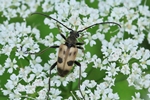 Gefleckter Bl&uuml;tenbock (Pachytodes cerambyciformis)