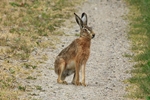 Feldhase (Lepus europaeus)