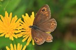 Braunauge (Lasiommata maera)
