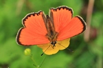 Dukaten-Feuerfalter - M&auml;nnchen (Lycaena virgaureae)