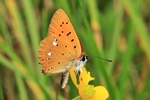 Dukaten-Feuerfalter (Lycaena virgaureae)