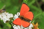 Dukaten-Feuerfalter - M&auml;nnchen (Lycaena virgaureae)