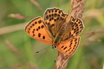 Dukaten-Feuerfalter - Weibchen (Lycaena virgaureae)