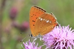 Dukaten-Feuerfalter (Lycaena virgaureae)