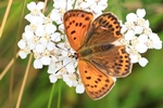 Dukaten-Feuerfalter - Weibchen (Lycaena virgaureae)