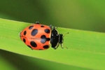 Berg-Marienk&auml;fer (Hippodamia notata)