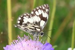 Schachbrett (Melanargia galathea)