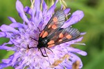 Kleines F&uuml;nffleck-Widderchen (Zygaena viciae)