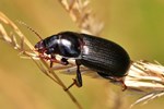 Getreidelaufk&auml;fer (Zabrus tenebrioides)