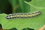 Gro&szlig;er Kohlwei&szlig;ling (Pieris brassicae) - Raupe
