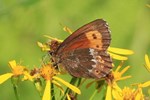 Wei&szlig;bindiger Bergwald-Mohrenfalter (Erebia euryale - Ssp. isarica)