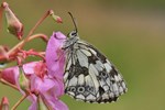 Schachbrett (Melanargia galathea)