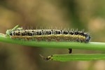 Gro&szlig;er Kohlwei&szlig;ling (Pieris brassicae) - Raupe
